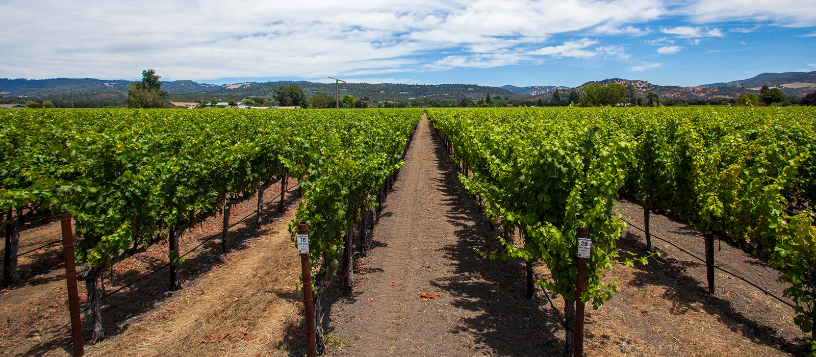 Fawn Park Vineyard - Whitehall Lane Winery