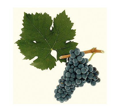 Cabernet Sauvignon grape sample