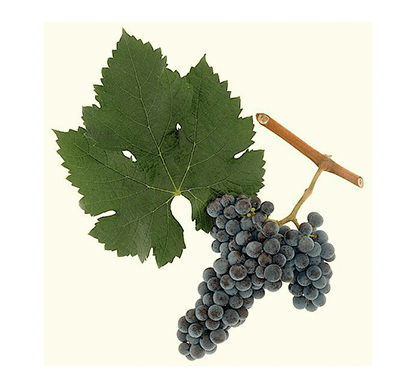 Merlot wine grape sample