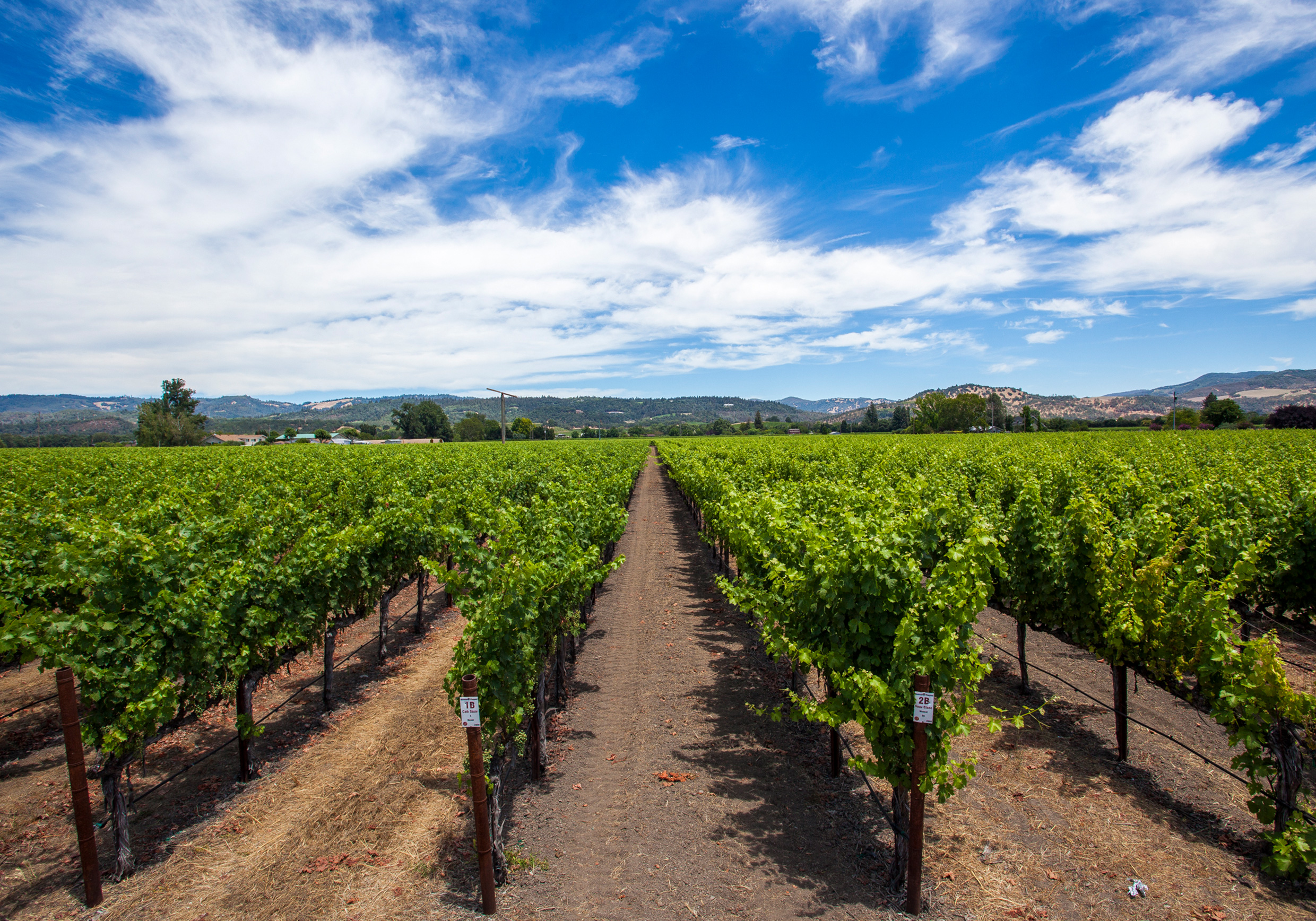 Bommarito Vineyard - Whitehall Lane Winery