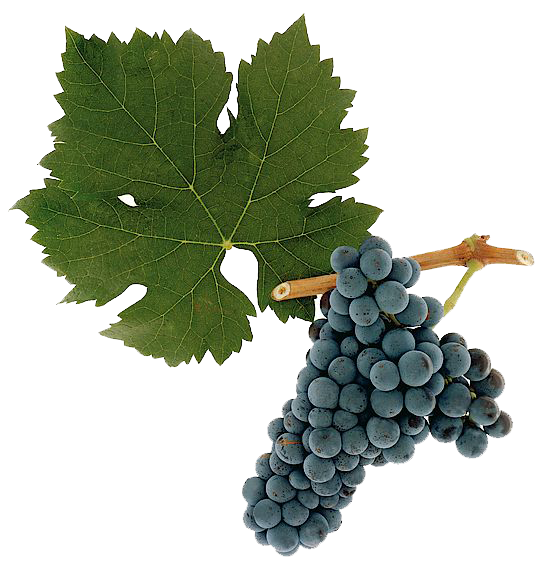 Cabernet Franc grape sample
