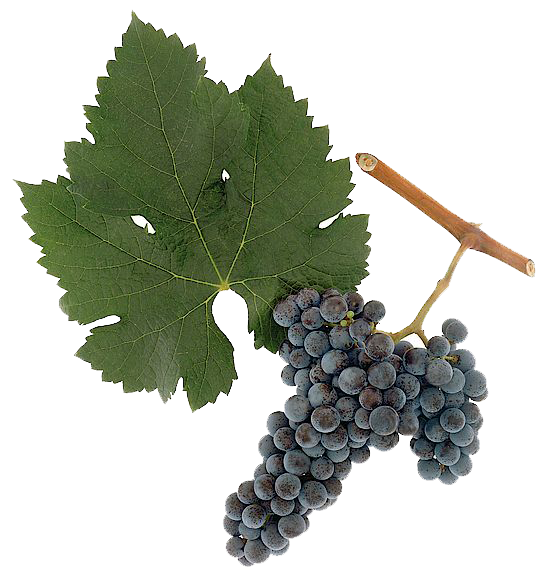 Malbec grape sample