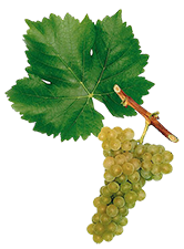 Muscat wine grape sample