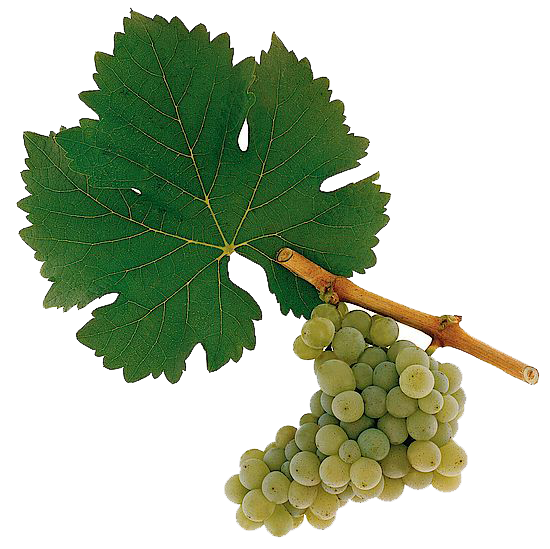 Sauvignon Blanc wine grape sample